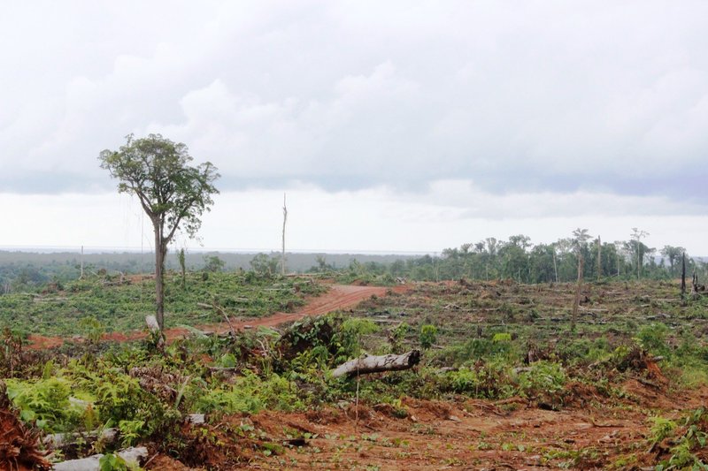 3.	Forest cleared for rubber plantation, New Hanover SABL © Global Witness