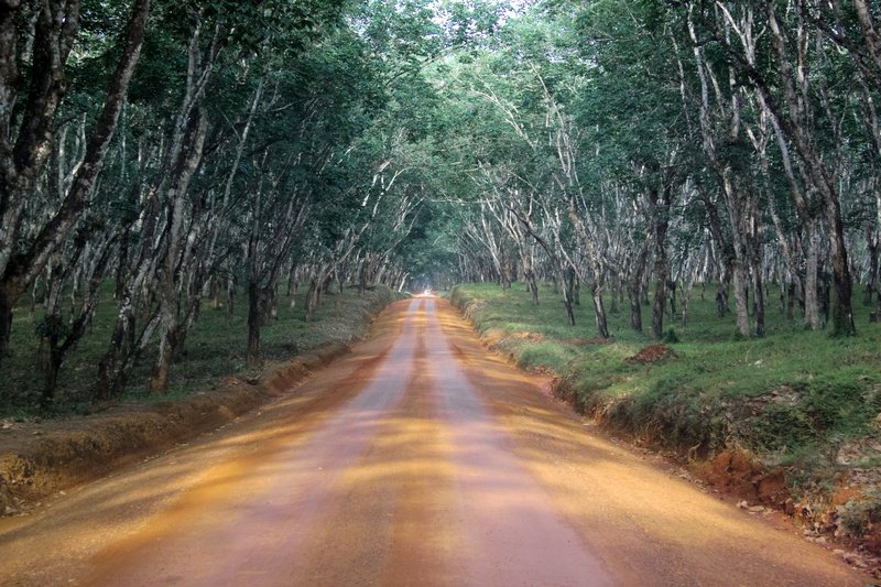 Liberia forest road