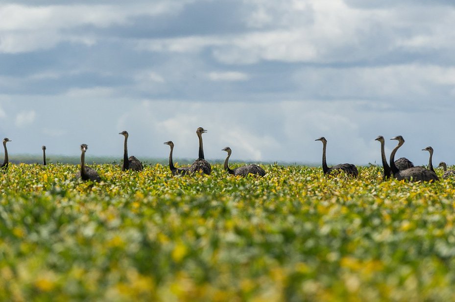 A flock of rheas is seen in a soybean field in the Cerrado plains near Campo Verde, Mato Grosso state, western Brazil