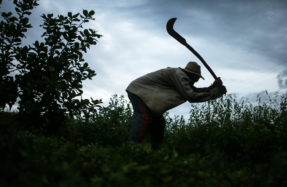 A former slave labourer demonstrates how he cleared brush with his sickle, in Piauí state, Brazil