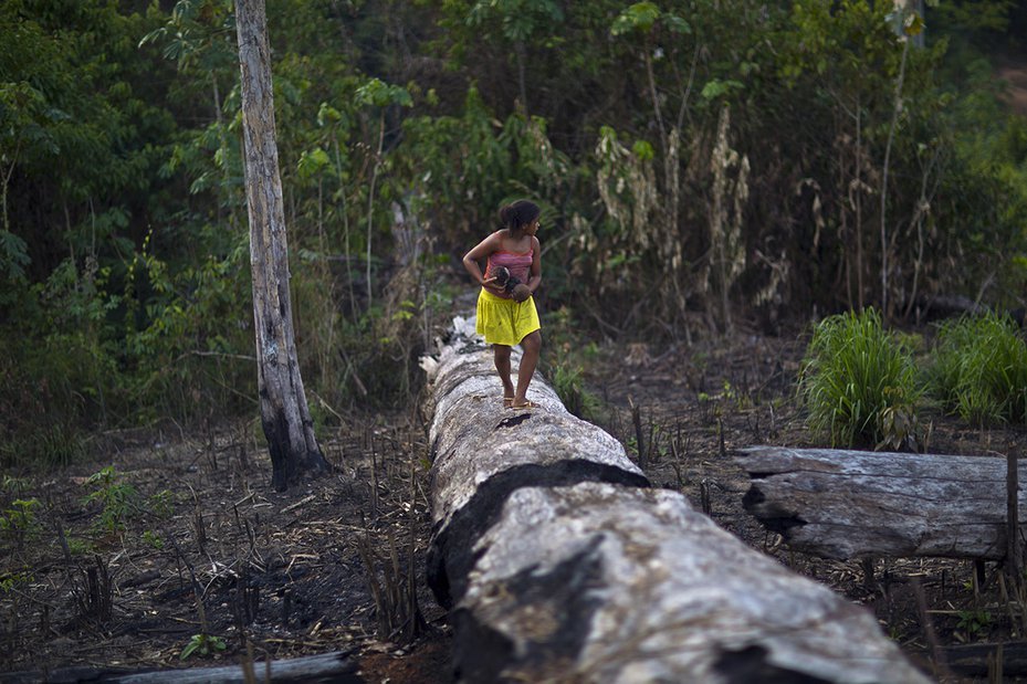 A girl carries Brazil nuts across a burnt tree in the southern part of the Amazonian state of Pará, Brazil