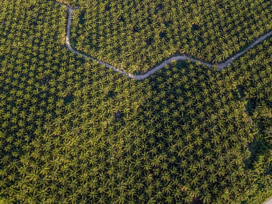 aerial view of A palm oil plantation in Guatemala