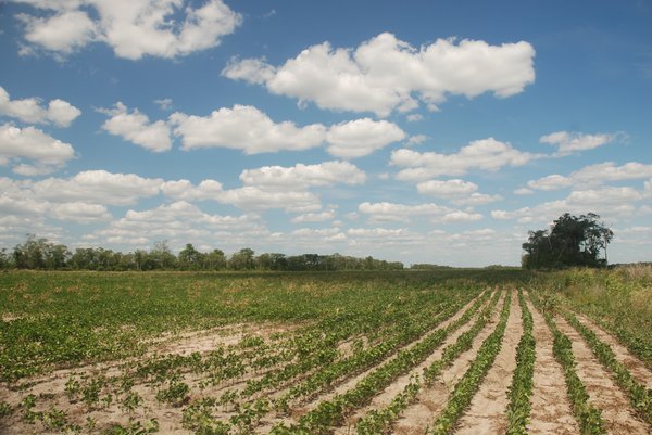 A soy field near San José de Chiquitos in Santa Cruz