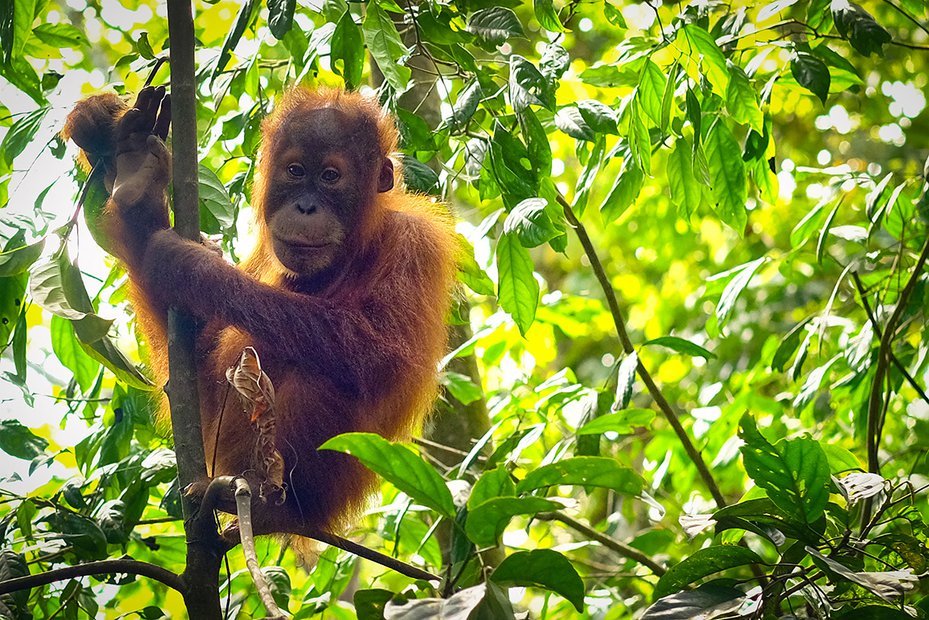 baby orangutan sits in trees in sumatra