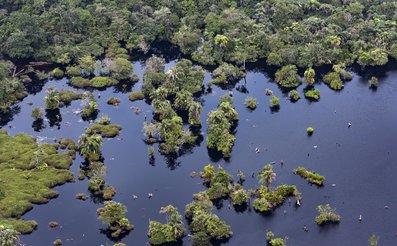 aerial shot of congo basin peatlands showing water and trees