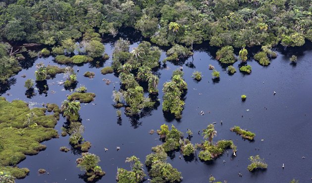 aerial shot of congo basin peatlands showing water and trees