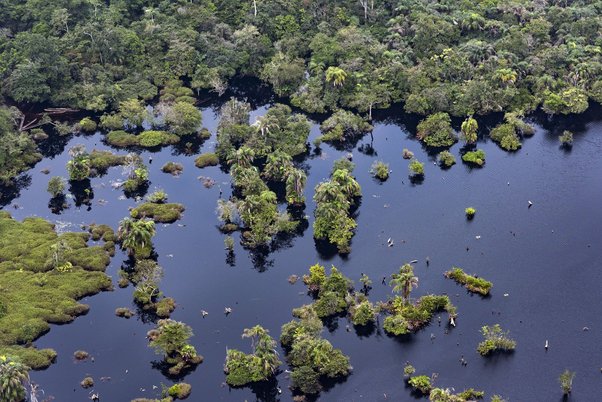 aerial shot of congo basin peatlands showing water and trees