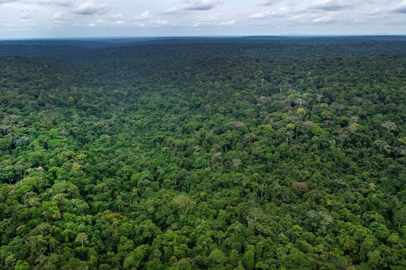 Aerial view of a green rainforest in the Congo Basin