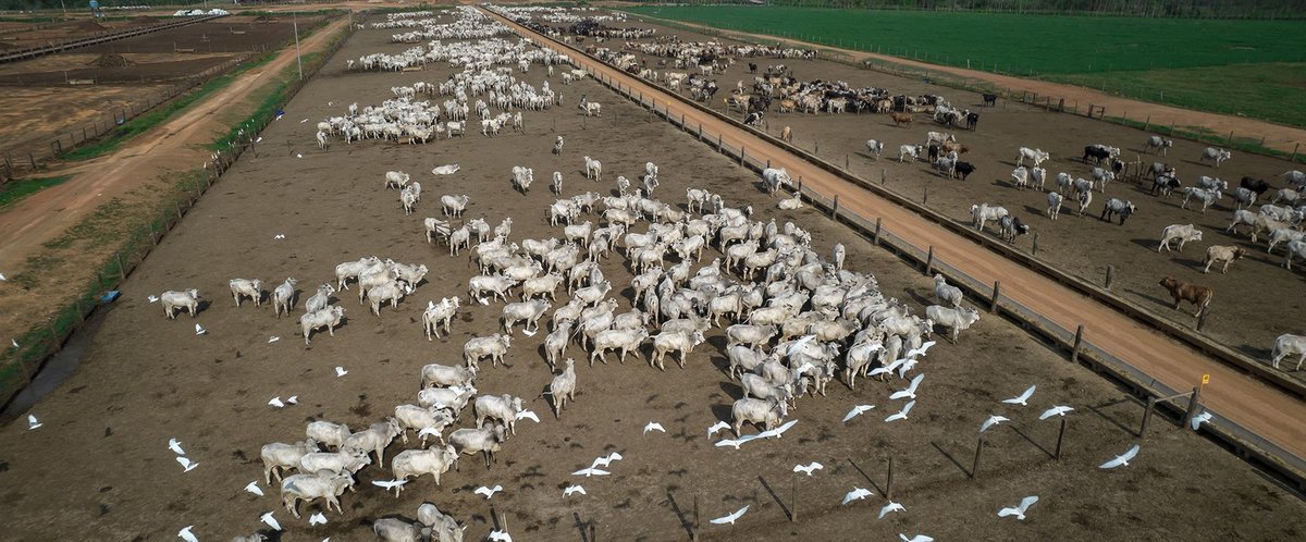 Cattle on a farm in Maraba, Para state, Brazil