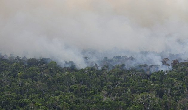 mist hangs over amazon rainforest tree canopy in brazil