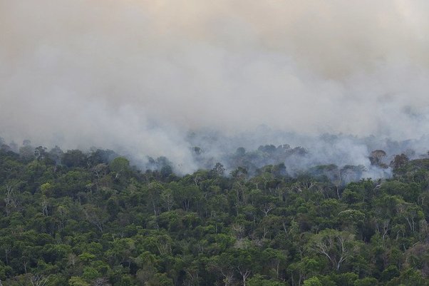 mist hangs over amazon rainforest tree canopy in brazil