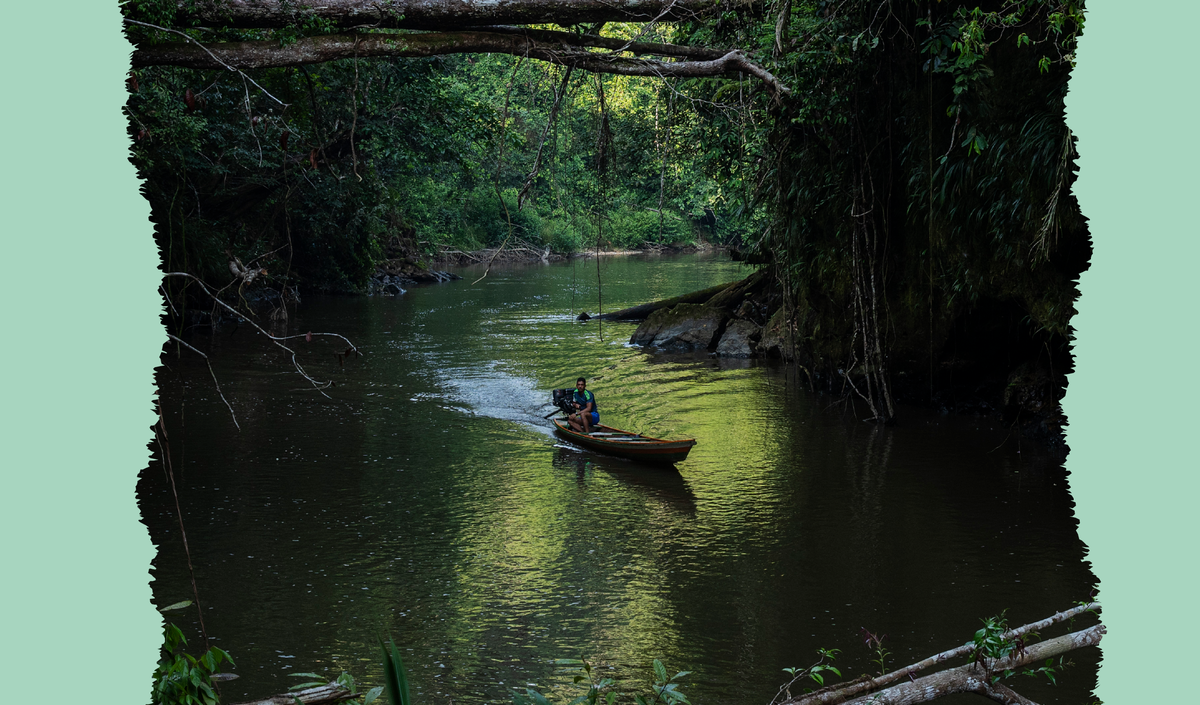 Intact forest in Acre state, Brazil.