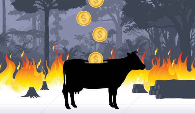 illustration of cattle cow-shaped piggy bank with money dropping in against deforestation fire background