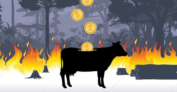 illustration of cattle cow-shaped piggy bank with money dropping in against deforestation fire background