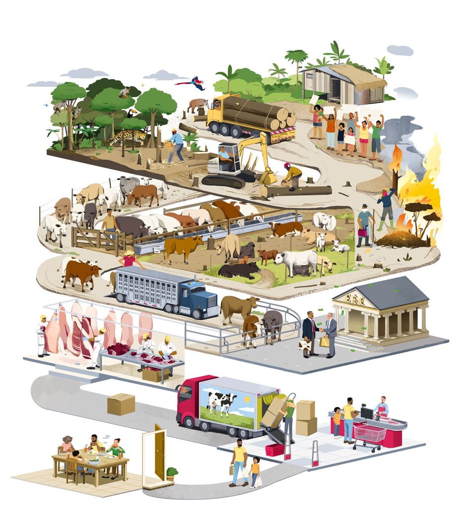 illustration showing journey of beef from deforestation risk forests to supermarkets and consumer hoems