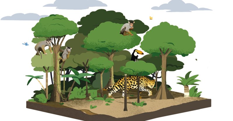 illustration showing monkey and leopard in biodiverse habitat, the tropical rainforest