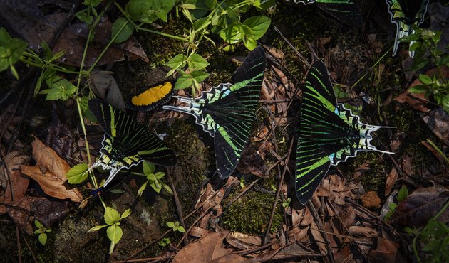 brightly coloured insects on forest floor showing rainforest biodiversity