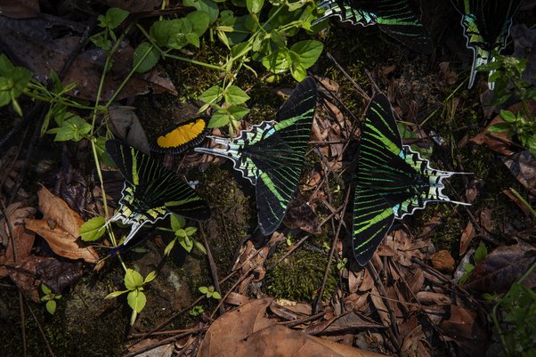 brightly coloured insects on forest floor showing rainforest biodiversity