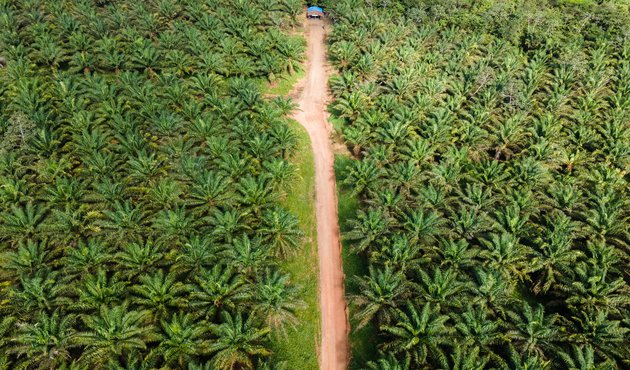 drone shot of palm oil plantation in amazon rainforest, brazil, with indigenous peoples' community living in the middle of it