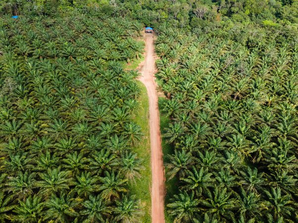 drone shot of palm oil plantation in amazon rainforest, brazil, with indigenous peoples' community living in the middle of it