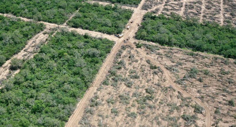 Deforestation in the Gran Chaco