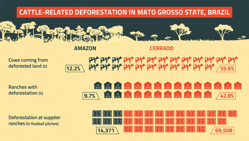 infographic comparing rates of deforestation linked to cattle agribusiness for amazon and cerrado