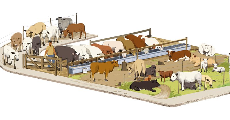 illustration showing cattle farmed by agribusiness in deforestation risk forests