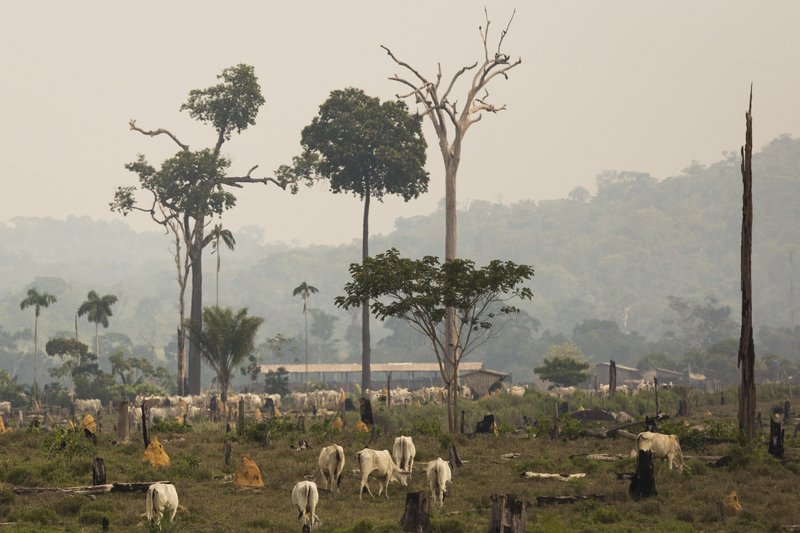 Cattle grazing in a prohibited area in the Amazon territory of Brazil's Mato Grosso state