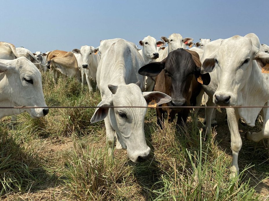 cows on Cattle ranch in Brazil's Mato Grosso state