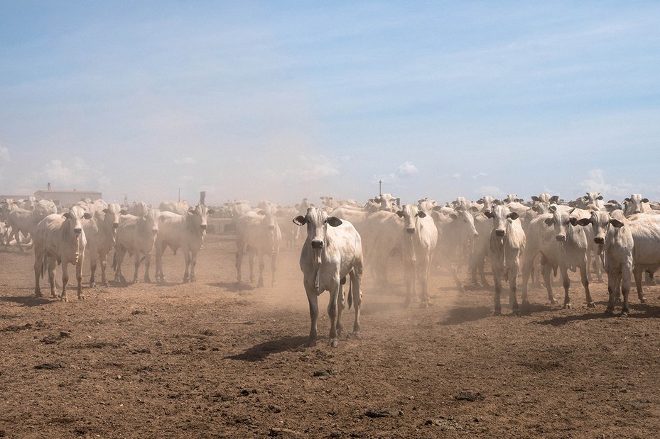 cattle stood on dusty ground in para state, brazil, amazon forest