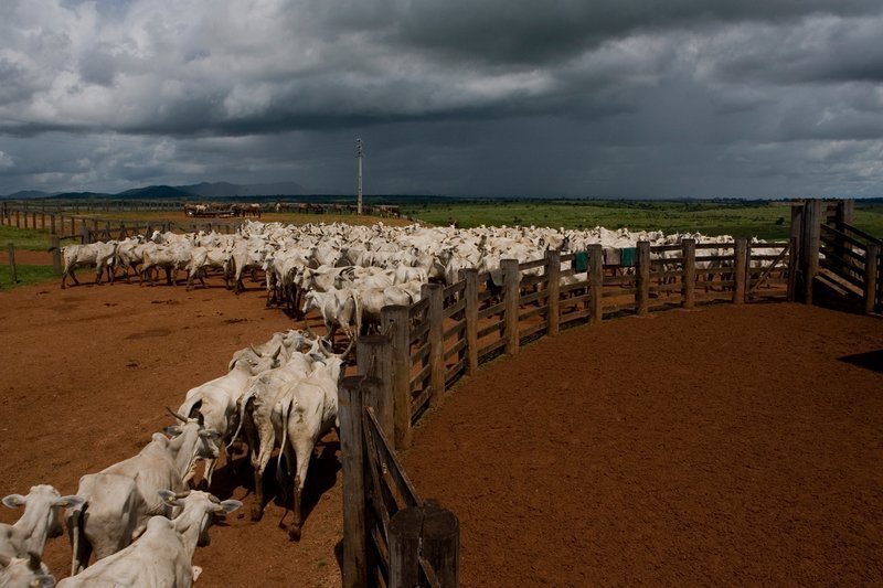 Cattle in the Espírito Santo livestock farm in Brazil