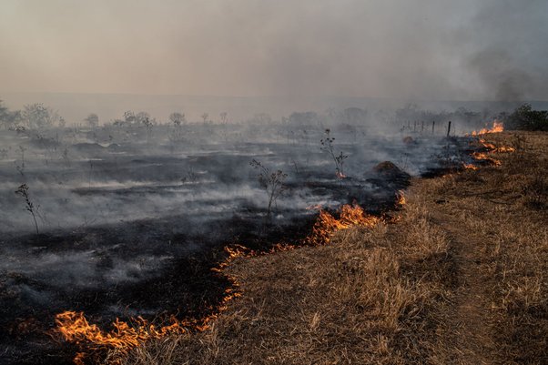 fire burns grass and trees in the Cerrado savannah in Chapada dos Guimarães, Mato Grosso, Brazil