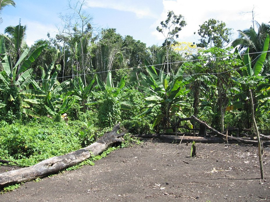 Clearing in Dinossauro village, with charcoal-rich “black earth” common to the Amazon basin