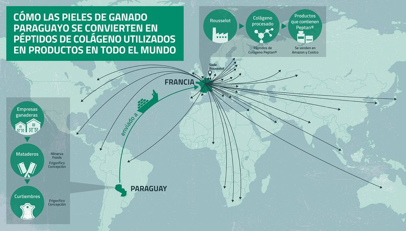 Como las pieles de ganado paraguayo se convierten en peptidos de colageno utilizados en productos en todo el mundo