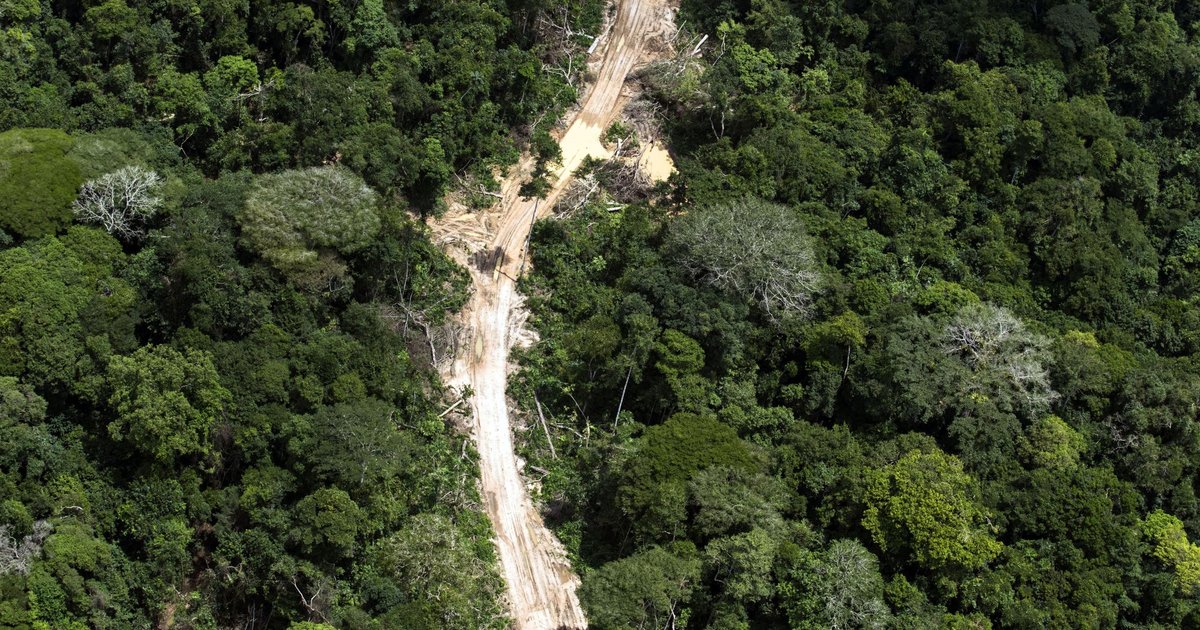 Exposing the global secrecy destroying forests in the DRC