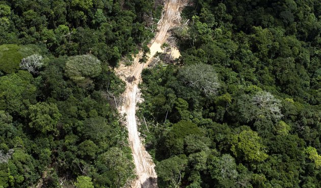 Aerial view of a logging road in Sodefor concession in the peatland forest near Mbandaka, Democratic Republic of the Congo