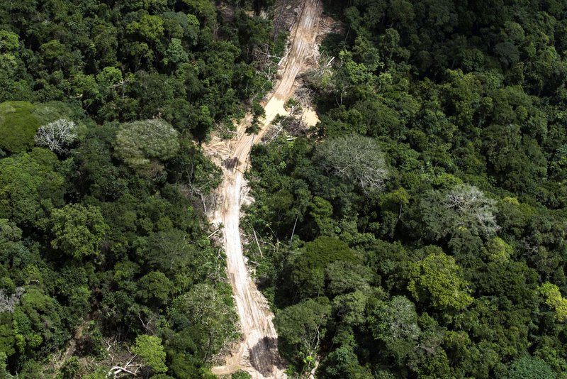 Aerial view of a logging road in Sodefor concession in the peatland forest near Mbandaka, Democratic Republic of the Congo