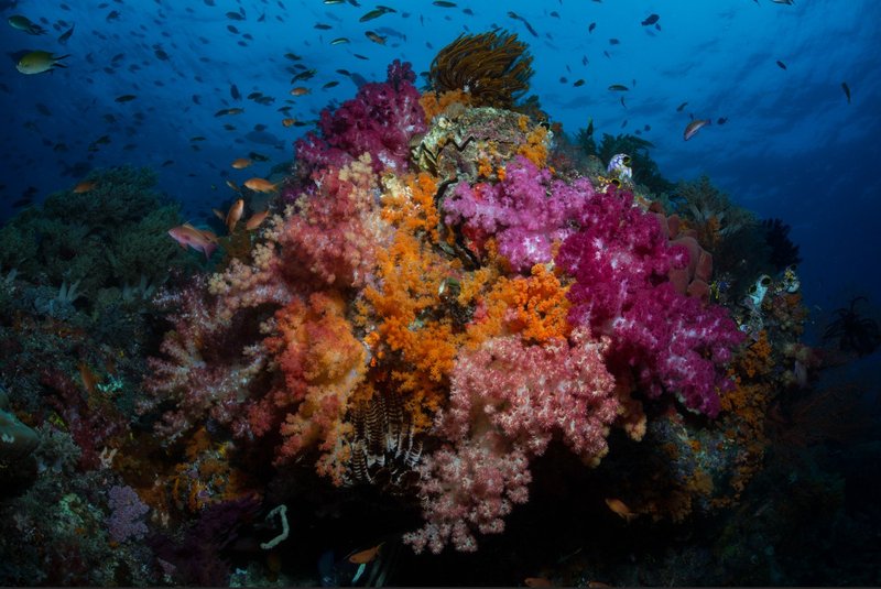 Brightly coloured fish swim over a coral head