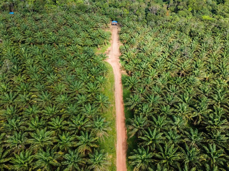 Turiuara camp in the middle of BBF’s palm plantations.