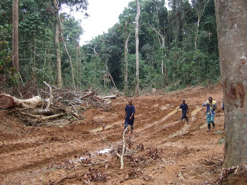 Field investigations inspecting logging operations in forest concession, Oriental Province, DRC