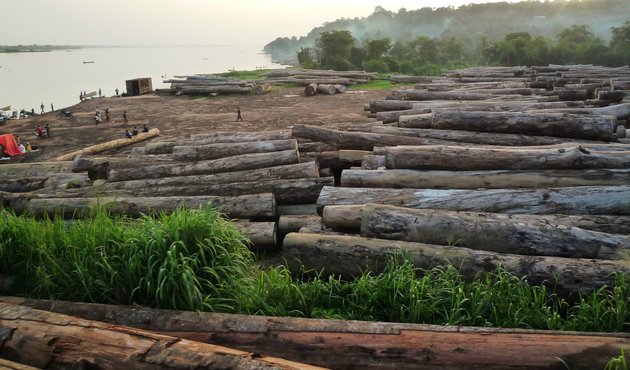 Logging operations in Democratic Republic of Congo