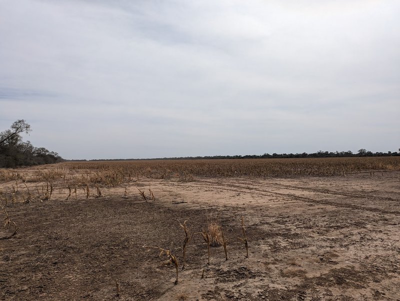 Drought and deforestation at BrasilAgro farm in Boquerón department, Paraguayan Chaco
