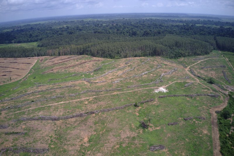 deforestation in para, brazil