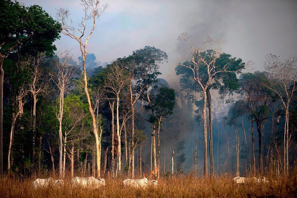 Deforestation and cattle