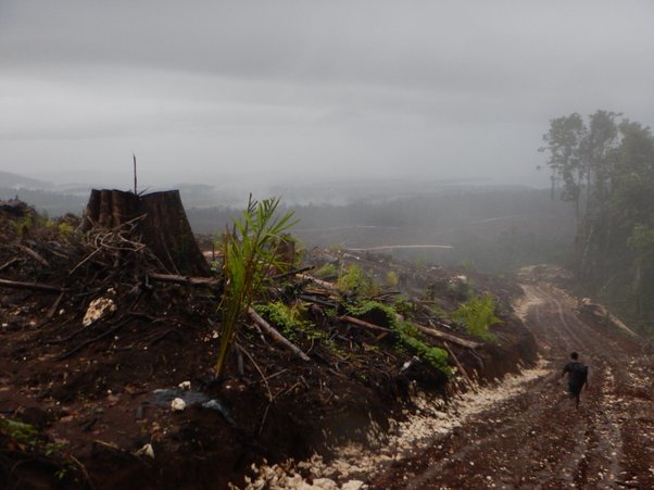 Deforestation in devastated tropical rainforests at a Rimbunan Hijau palm oil plantation in East New Britain Province, Papua New Guinea