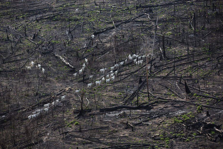 aerial view of cattle grazing in area cleared by deforestation