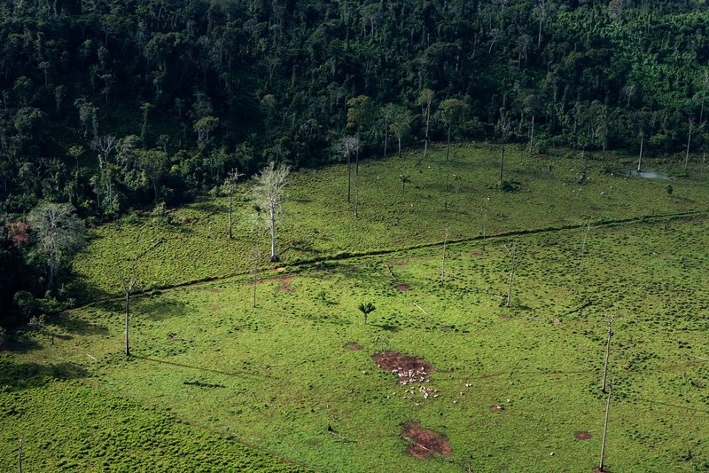 Deforestation for Cattle Ranching in Brazil