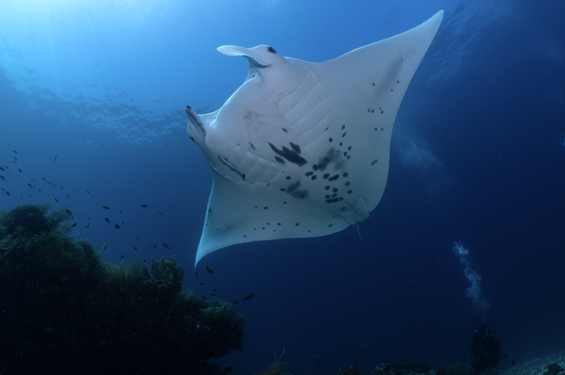A manta ray soars in the deep blue sea at Eagle Rock critical site near Kawe island