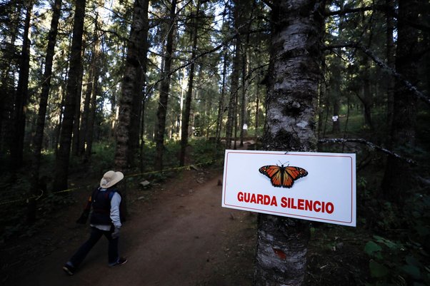 butterfly conservationist walking into El Rosario Monarch butterfly sanctuary near Ocampo, Mexico