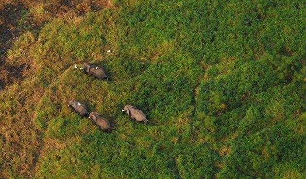 aerial shot of Elephants in Upemba National Park, DRC